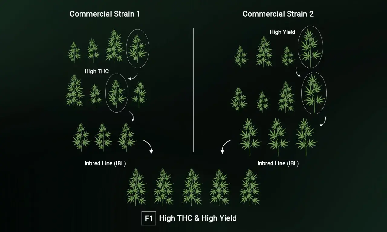 Schema che illustra la creazione di semi ibridi F1 con alto THC e alto rendimento, incrociando linee pure.