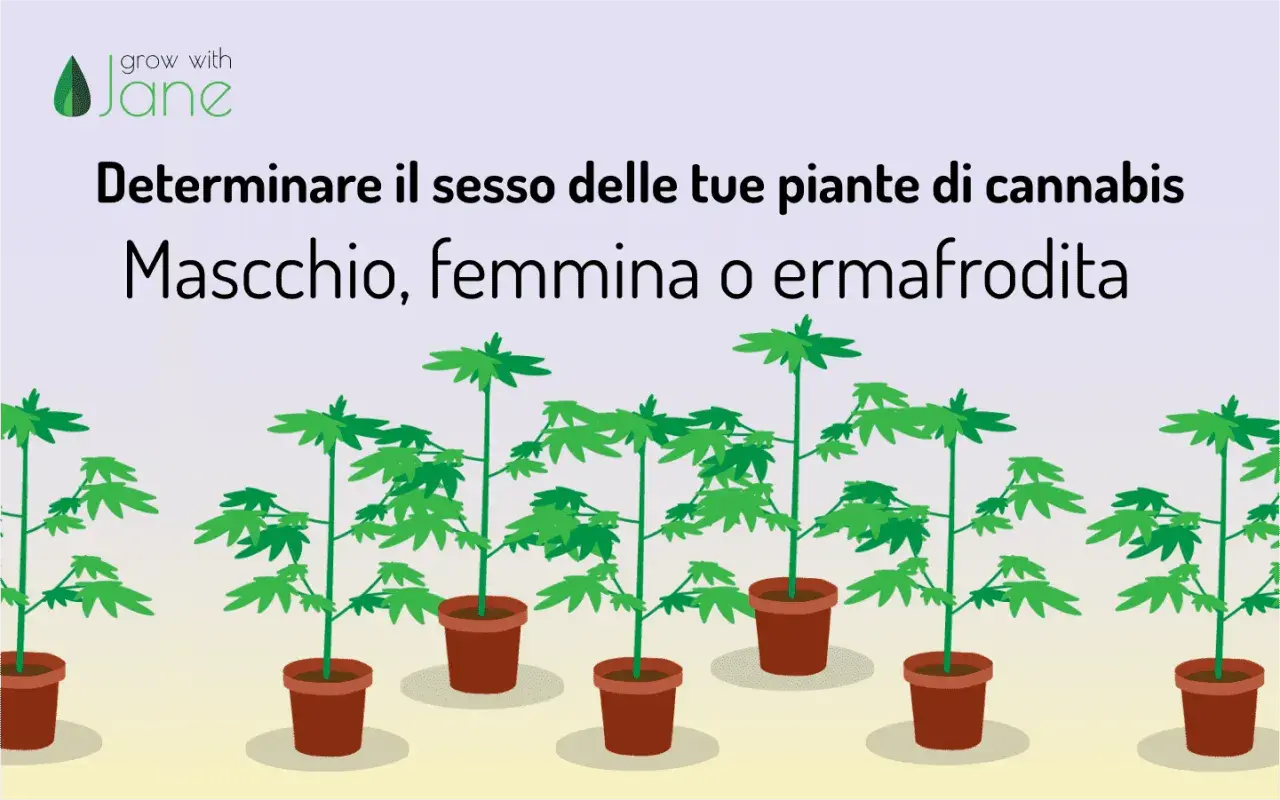 Piante di cannabis in vaso, con testo che spiega come determinare se sono marijuana maschio, femmina o ermafrodite.