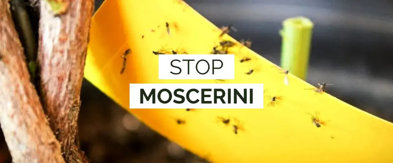 Nastro giallo appiccicoso pieno di moscerini dei funghi, con testo "STOP MOSCERINI".