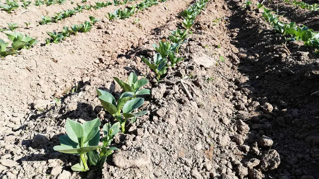 Filari di giovani piante di fava crescono in un campo arato, promettendo un raccolto futuro.