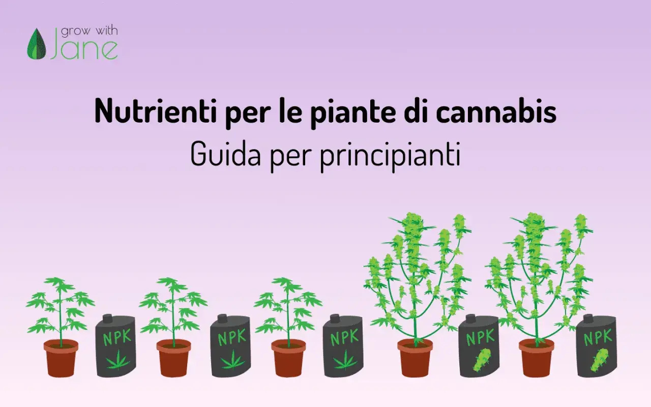 Guida ai migliori fertilizzanti per canapa outdoor: piante in crescita con contenitori NPK.