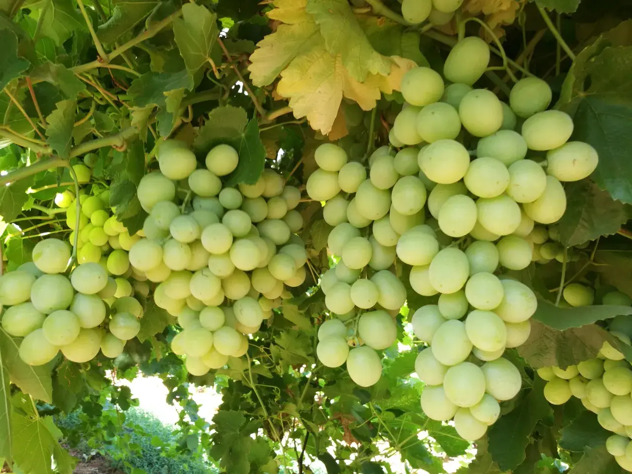 Grappoli d'uva bianca matura, forse trattati con acido gibberellico dosi per aumentarne la pezzatura.