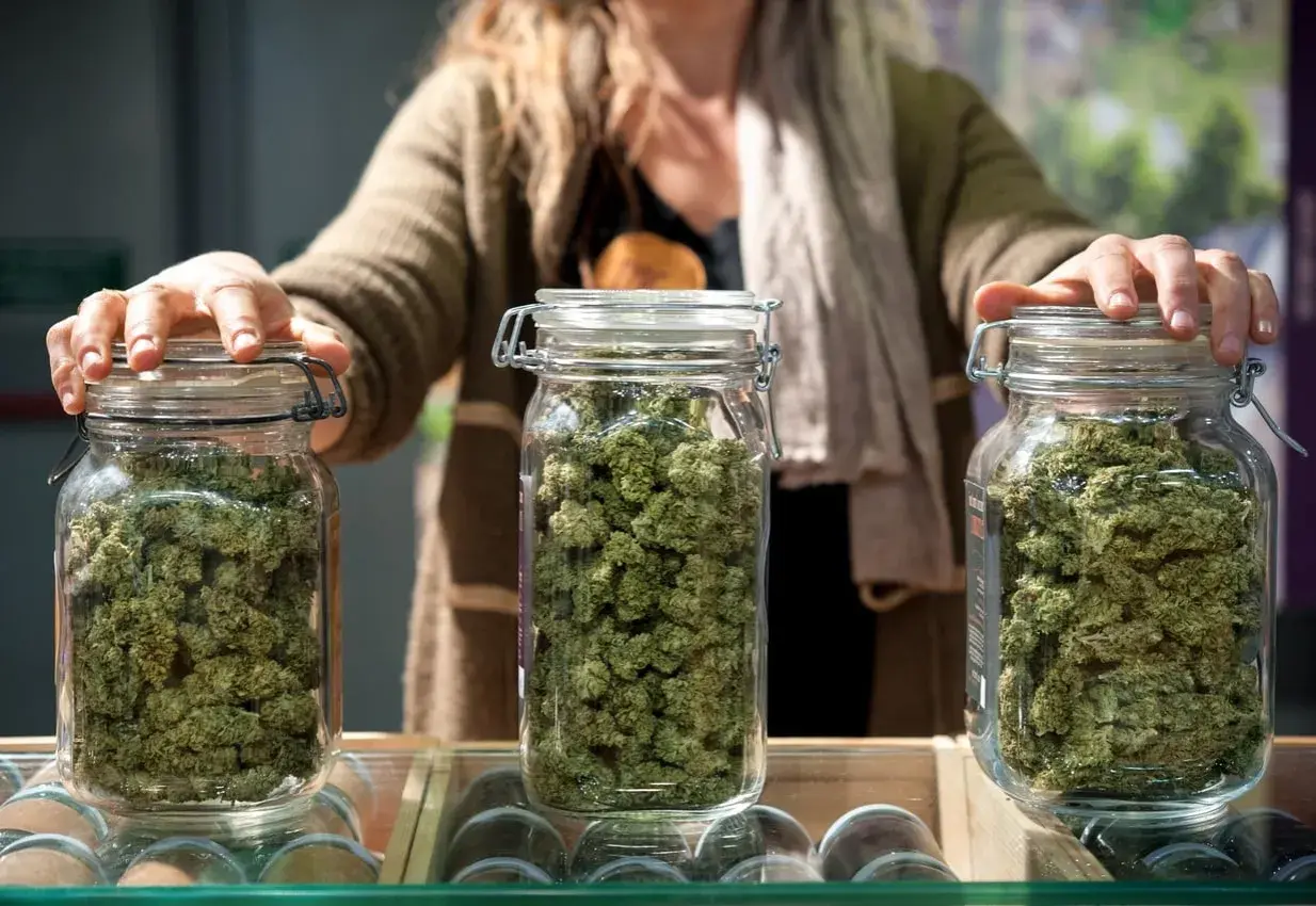 Tre barattoli di vetro pieni di fiori di kush weed, con una persona che li tiene.