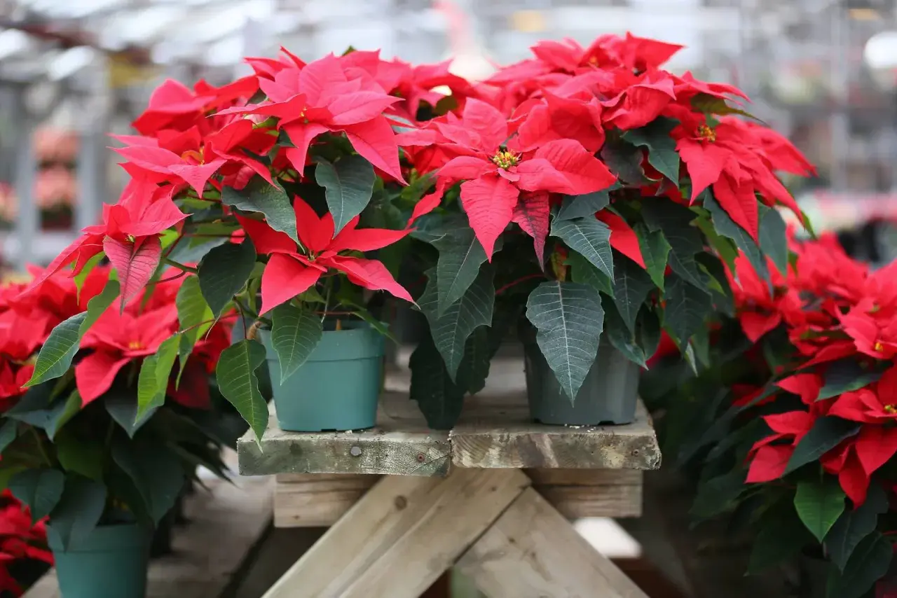 Fioriere di stelle di Natale rosse e verdi, pronte per essere portate a casa. Scopri come tenere la stella di Natale rigogliosa.