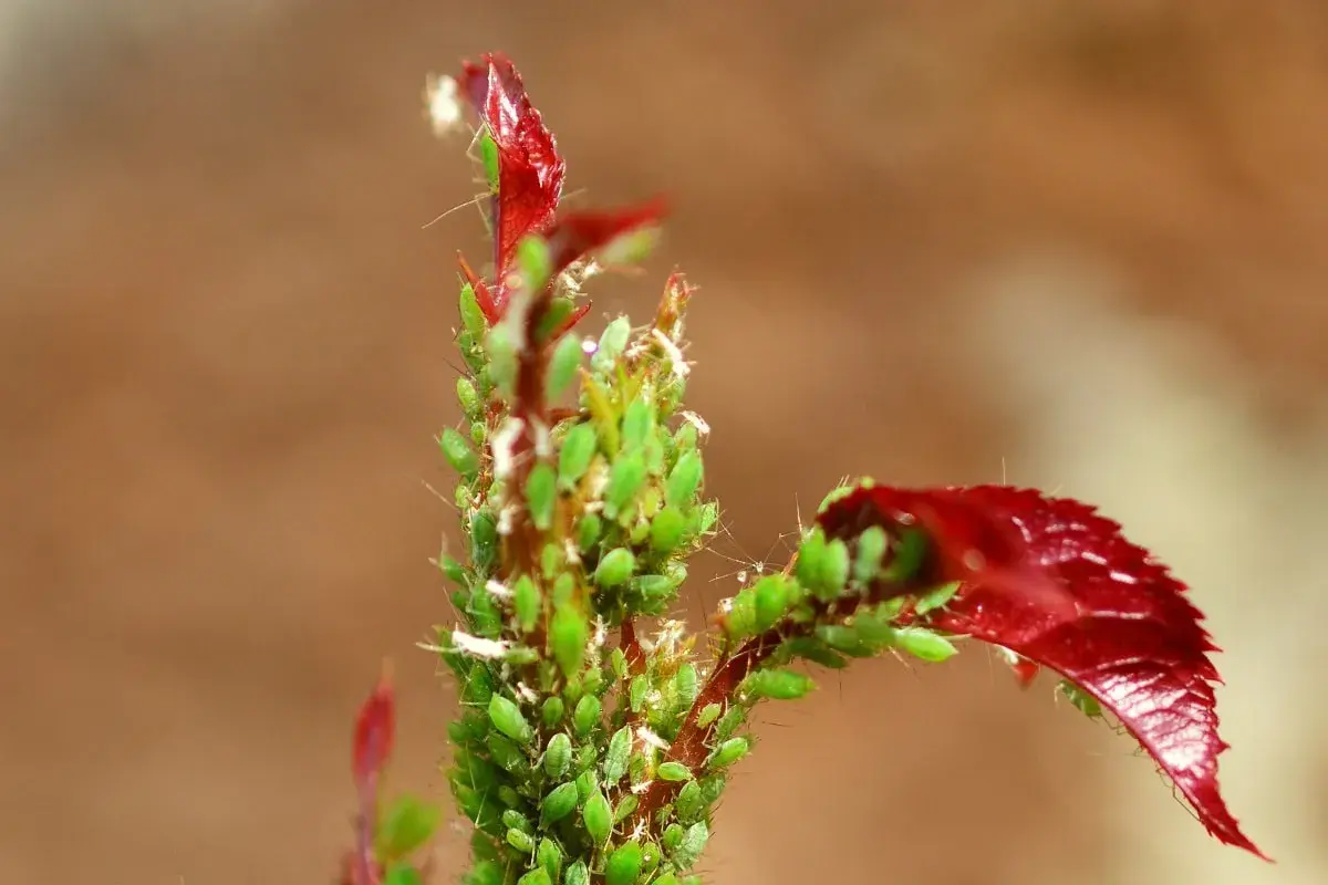Un germoglio di rosa infestato da afidi verdi. L'olio di neem a cosa serve? A proteggere le piante da questi parassiti.