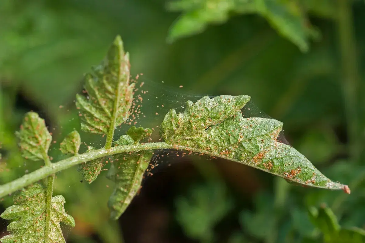 Close-up of a green plant leaf covered in tiny red mites and fine webbing.