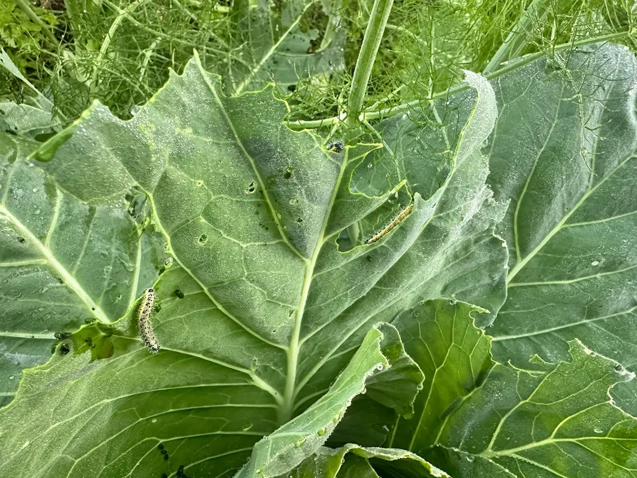 Bruchi su foglie mangiate. Si cercano rimedi naturali per proteggere il raccolto da questi insetti voraci.