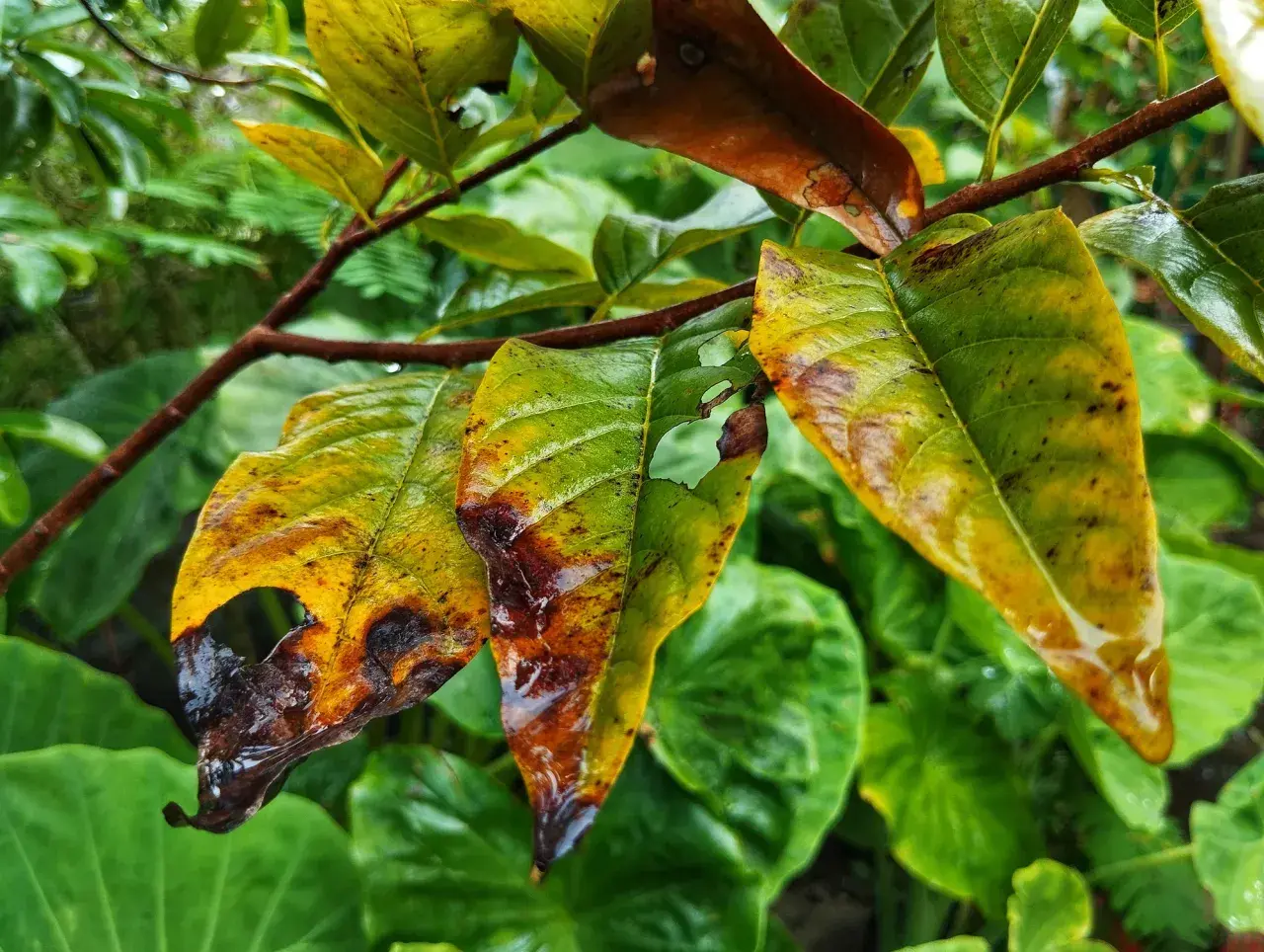 Foglie ingiallite e bruciate, segno di troppo ferro alle piante.