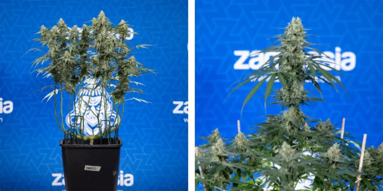 Piante di cannabis con cime rigogliose, risultato di tecniche di topping per massimizzare la resa.