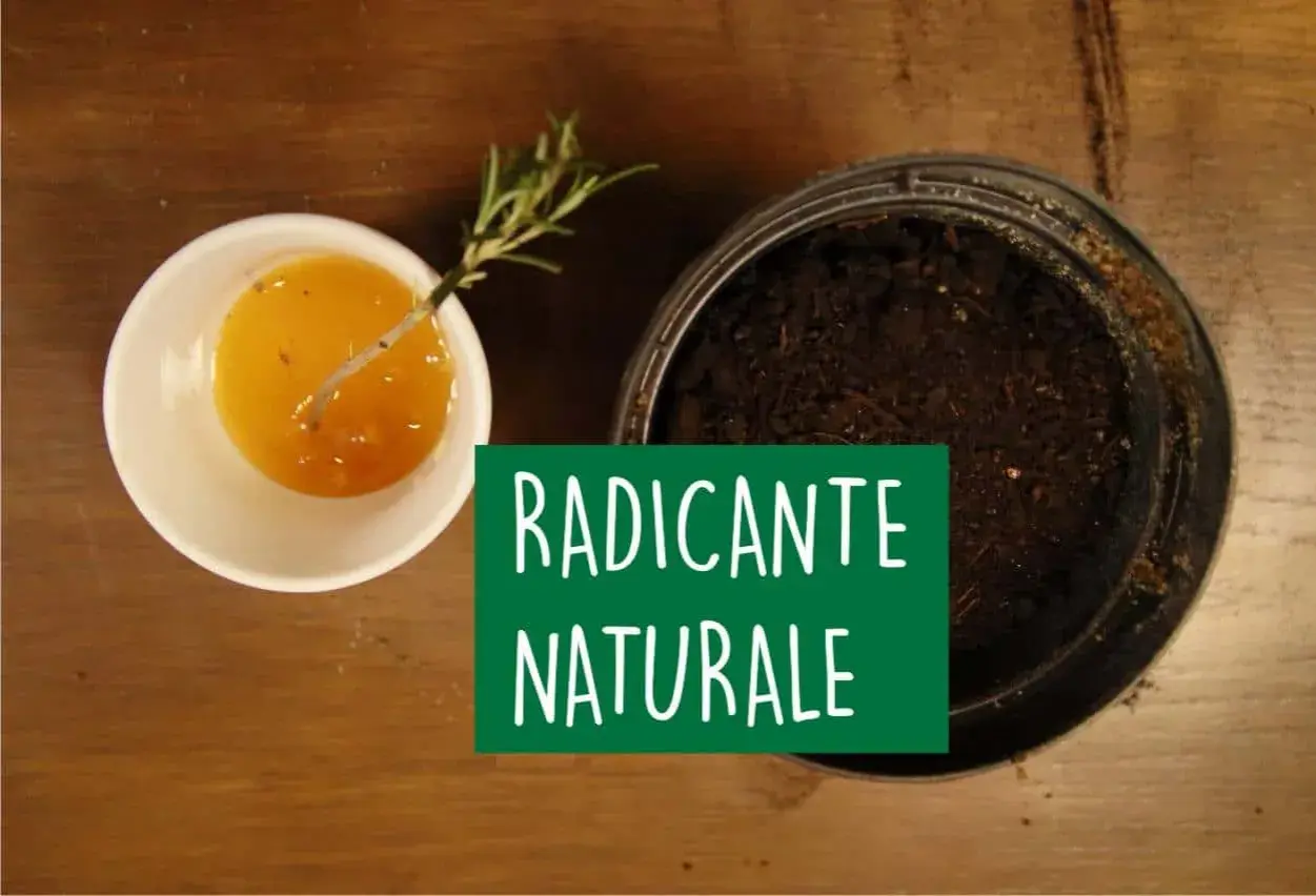 Un rametto di rosmarino immerso in un liquido dorato, pronto per essere piantato. Un radicante naturale per talee.