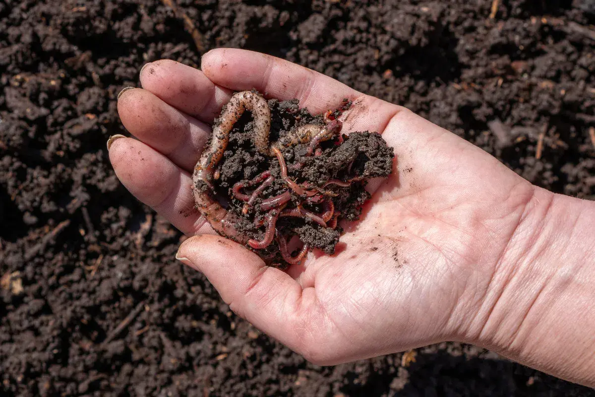 Mano che tiene un mucchietto di terra scura con vermi che si muovono, segno di fertile humus di lombrico.