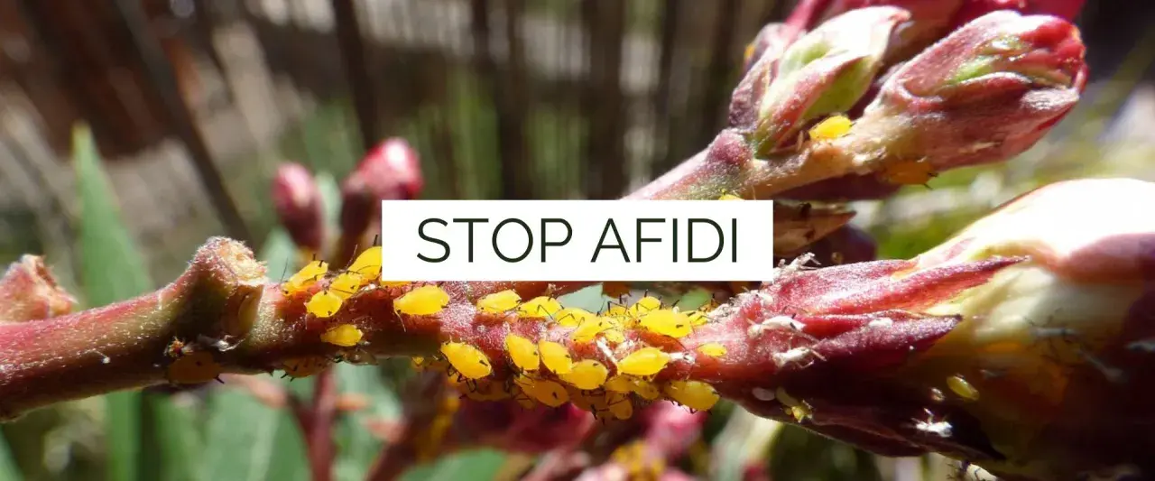 Un ramo di pianta infestato da afidi gialli e bianchi. È ora di eliminare afidi bianchi e i loro simili per salvare la vegetazione.