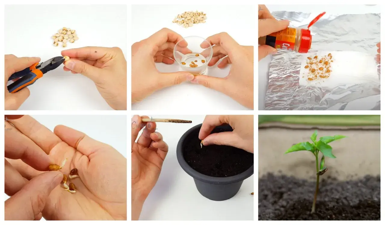 Passaggi per la germinazione dei semi: taglio, ammollo, trattamento, germogli in mano, semina in vaso e giovane piantina.