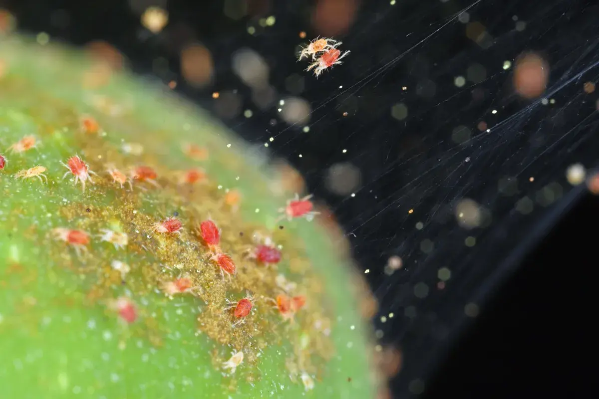 Un primo piano mostra un gruppo di minuscoli ragni rossi su una superficie verde, con fili di ragnatela che si estendono nell'oscurità.