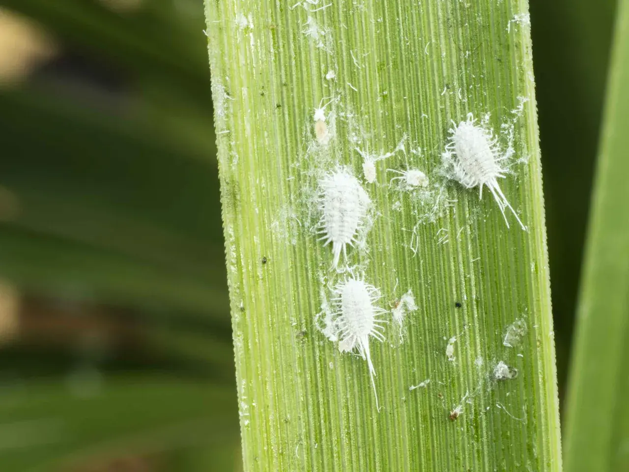 Insetti bianchi e lanuginosi, simili a piccoli batuffoli di cotone, si muovono su una foglia verde. Sono la cocciniglia, un parassita che attacca le piante.