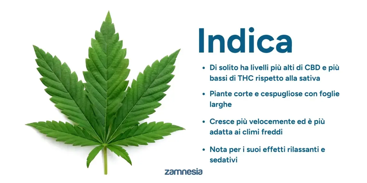Foglia di canapa indiana, nota per i suoi effetti rilassanti e sedativi, con caratteristiche di crescita e composizione chimica.