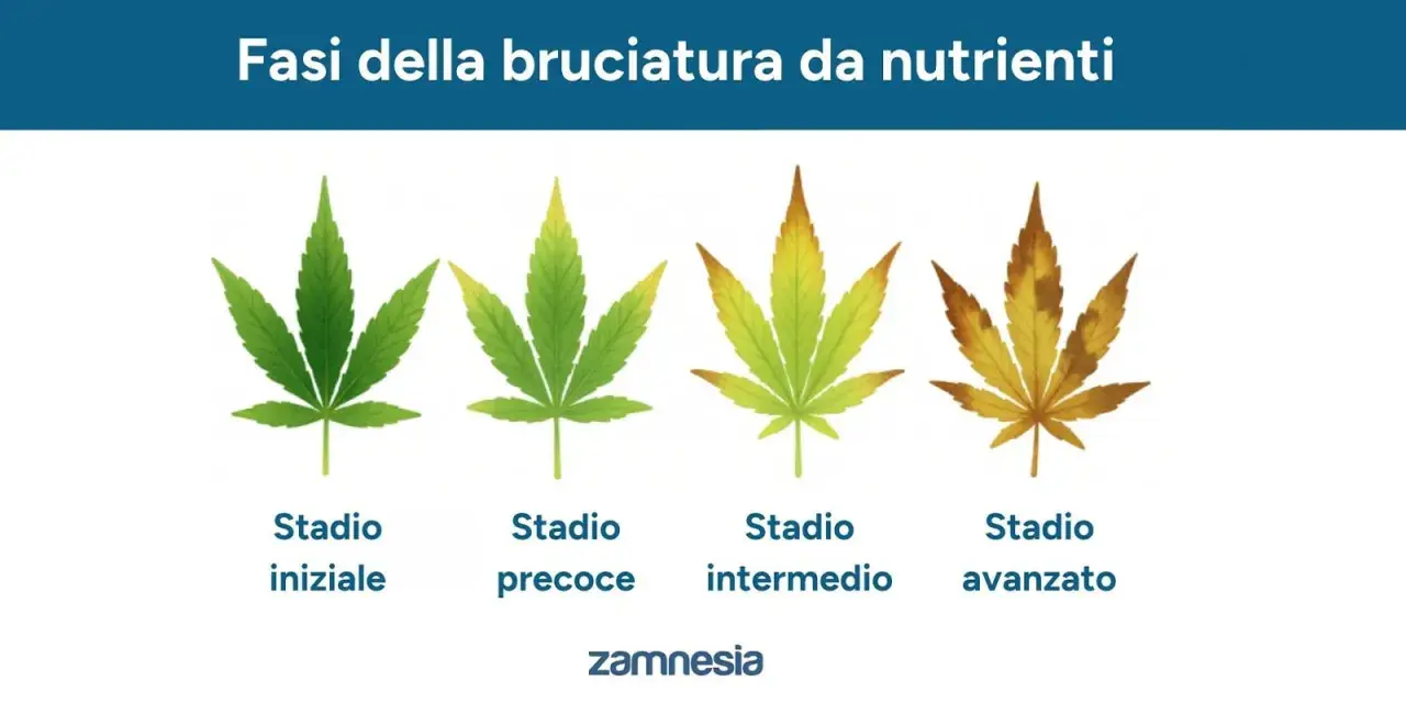Fasi della bruciatura da nutrienti su foglie di canapa: da verde sano a macchie marroni, segno di eccesso di fertilizzante.