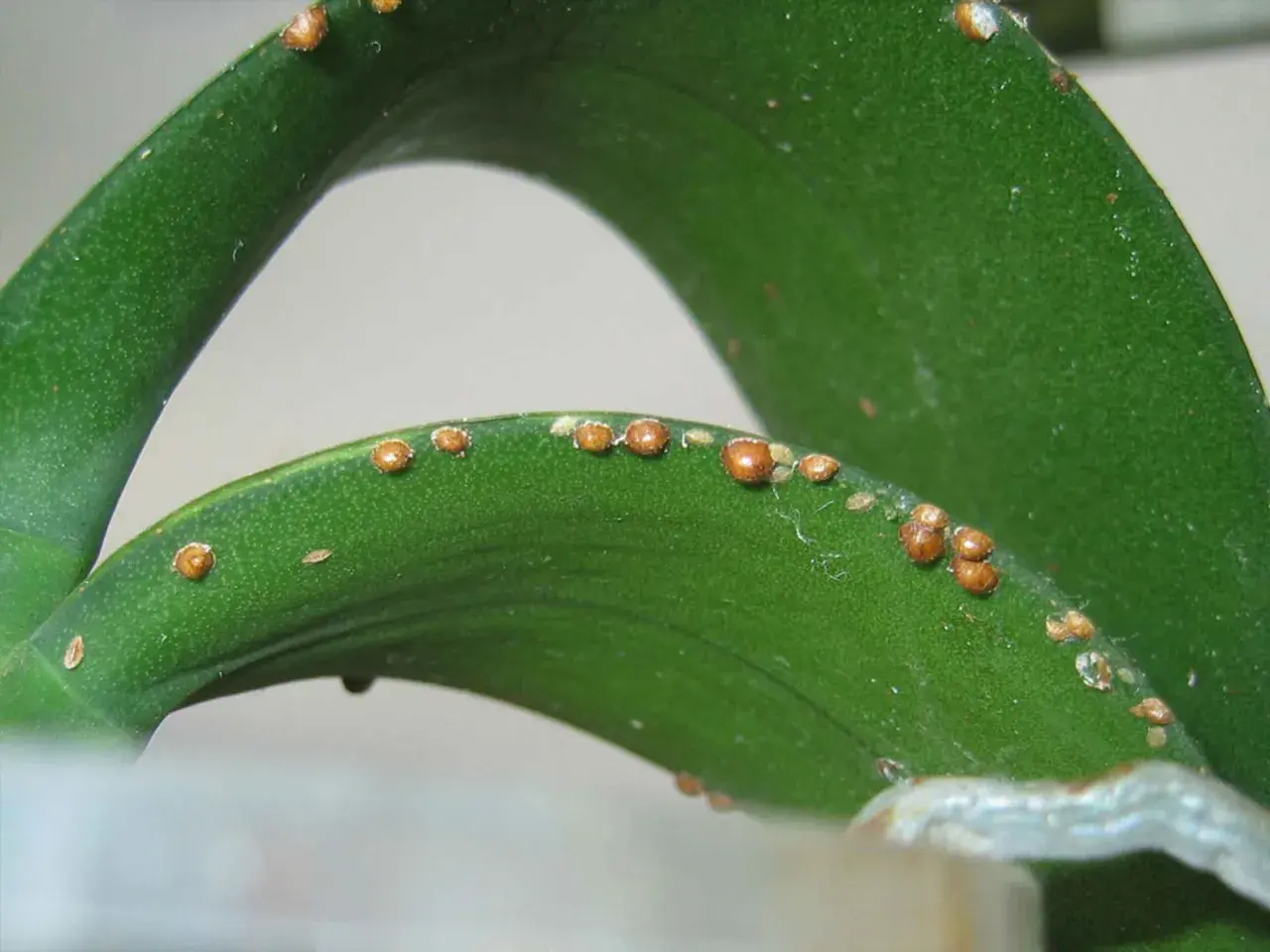 Foglie verdi di pianta con infestazione di cocciniglia a scudetto, piccoli insetti marroni a forma di scudo.