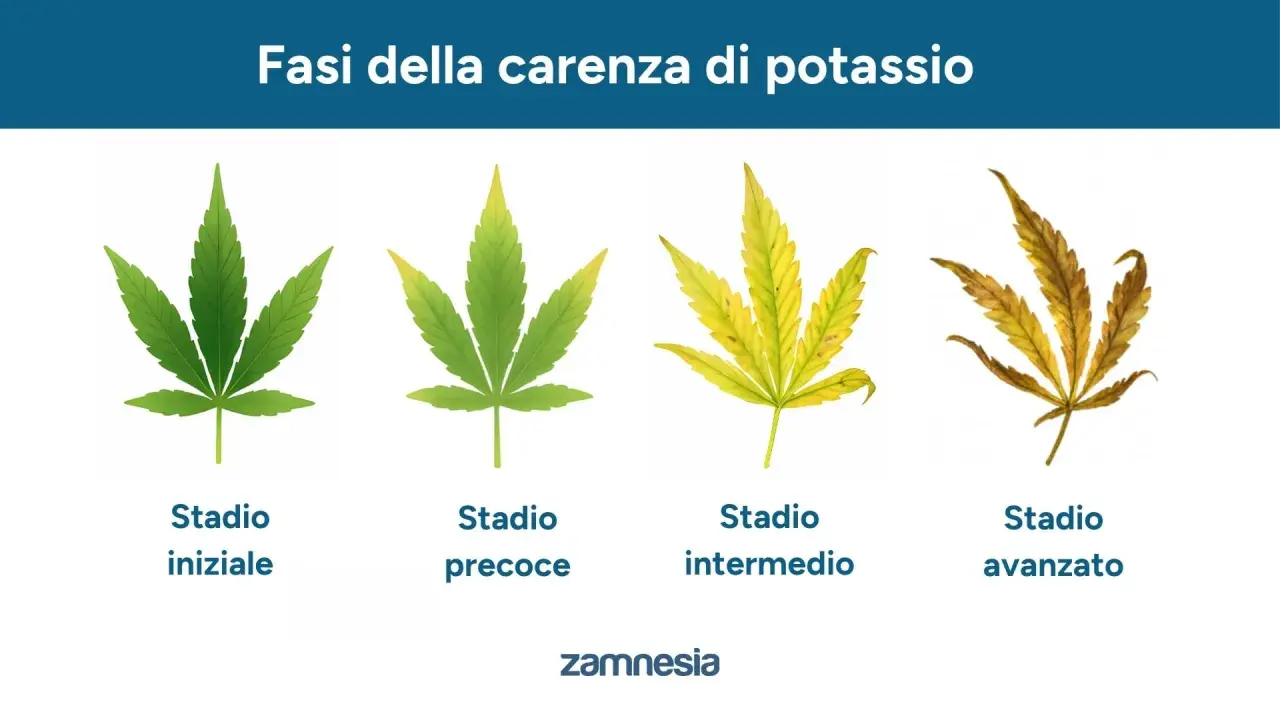Fasi della carenza di potassio nelle piante: da foglie verdi a ingiallite e secche, mostrando a cosa serve il potassio per la loro salute.