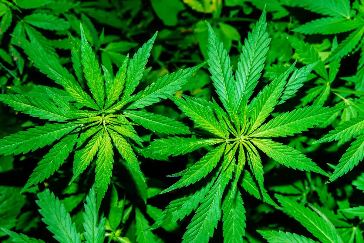 Foglie verdi e vibranti di canapa sativa, con dettagli intricati e una texture ricca, che crescono rigogliose in un campo.