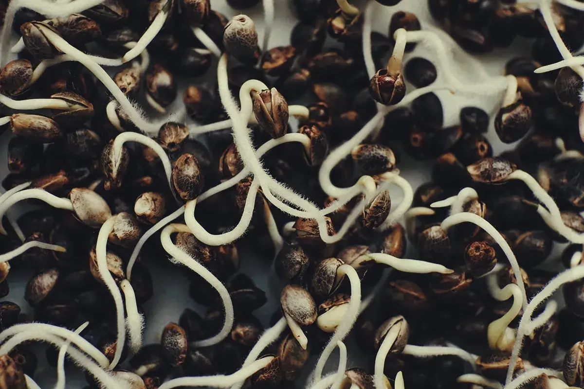 Semi di autofiorenti in germinazione, con radici bianche che emergono dai gusci scuri, pronti a dare vita a nuove piante.