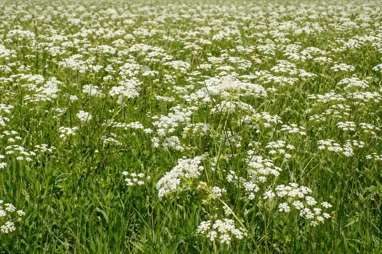 Un campo fiorito di cumino pianta, con piccoli fiori bianchi che si ergono su steli verdi e rigogliosi.