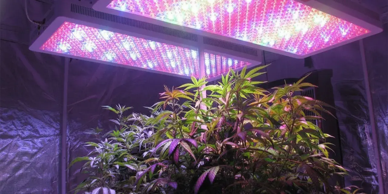 Piante fotoperiodiche sotto luci LED che emettono spettri rossi e blu, creando un ambiente di crescita ottimale.