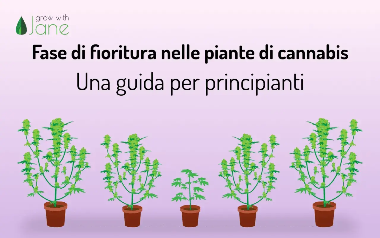 Guida alla fioritura cannabis: piante in vaso con cime verdi e rigogliose.