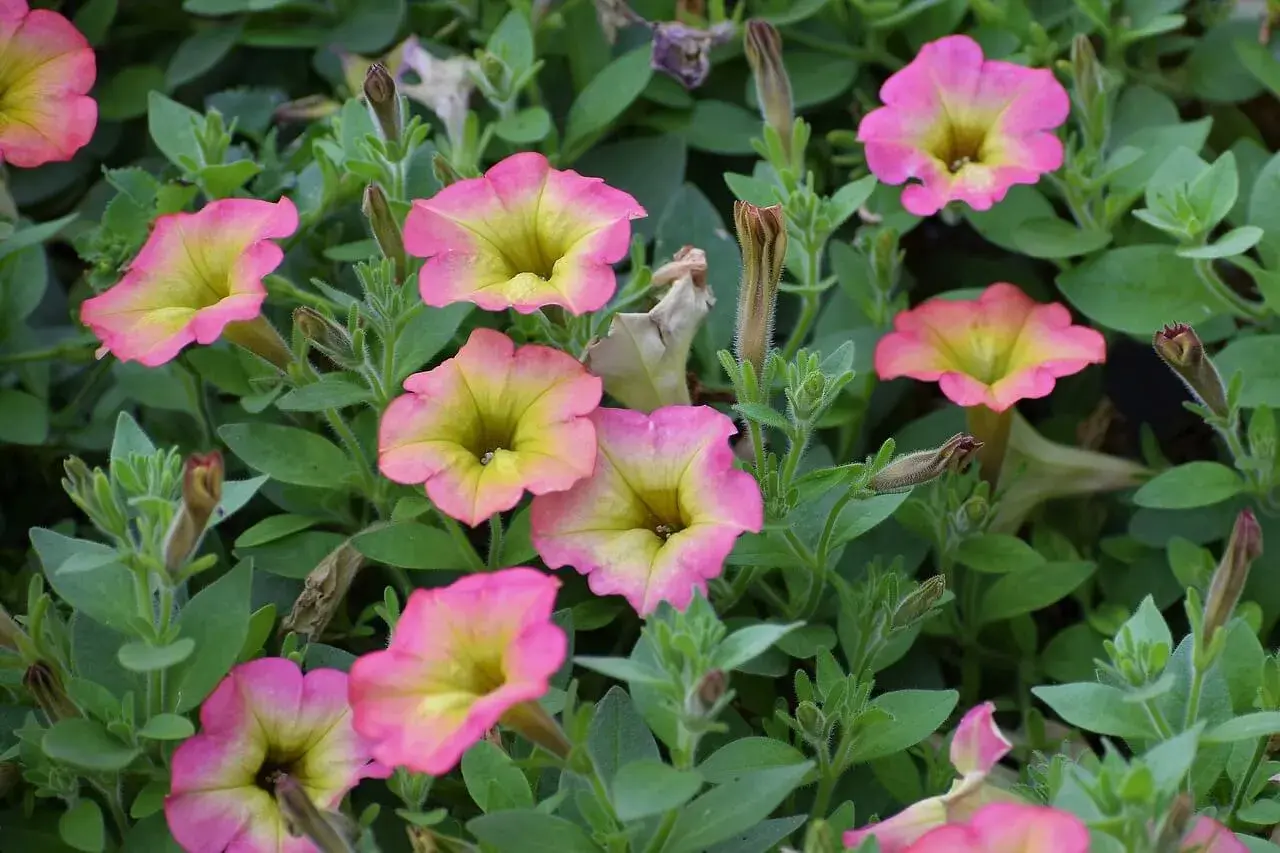 Fiori di ipomea in vaso, con petali rosa sfumati di giallo, circondati da foglie verdi e boccioli chiusi.