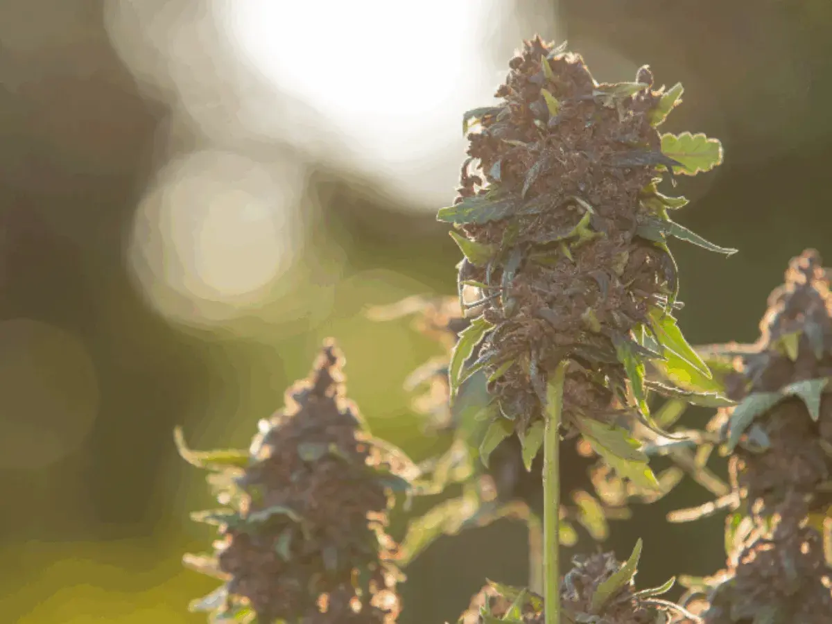 Fiori di cannabis maturi, pronti per il raccolto, coltivati con cura in un grow box fai da te.