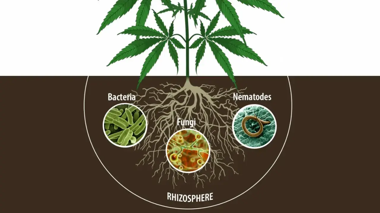 La rhizosphere della cannabis ospita batteri, funghi e nematodi, alcuni dei quali possono agire come parassiti.