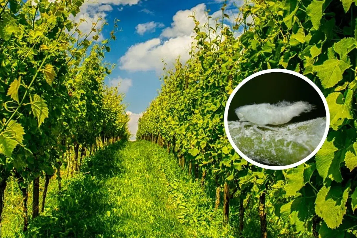 Un primo piano mostra una cicalina bianca, un insetto che può infestare i vigneti, sullo sfondo di rigogliose viti verdi sotto un cielo azzurro.