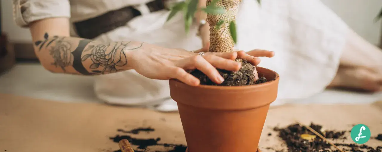 Mani tatuate che sistemano la terra in un vaso, creando un piccolo nido per le formiche.