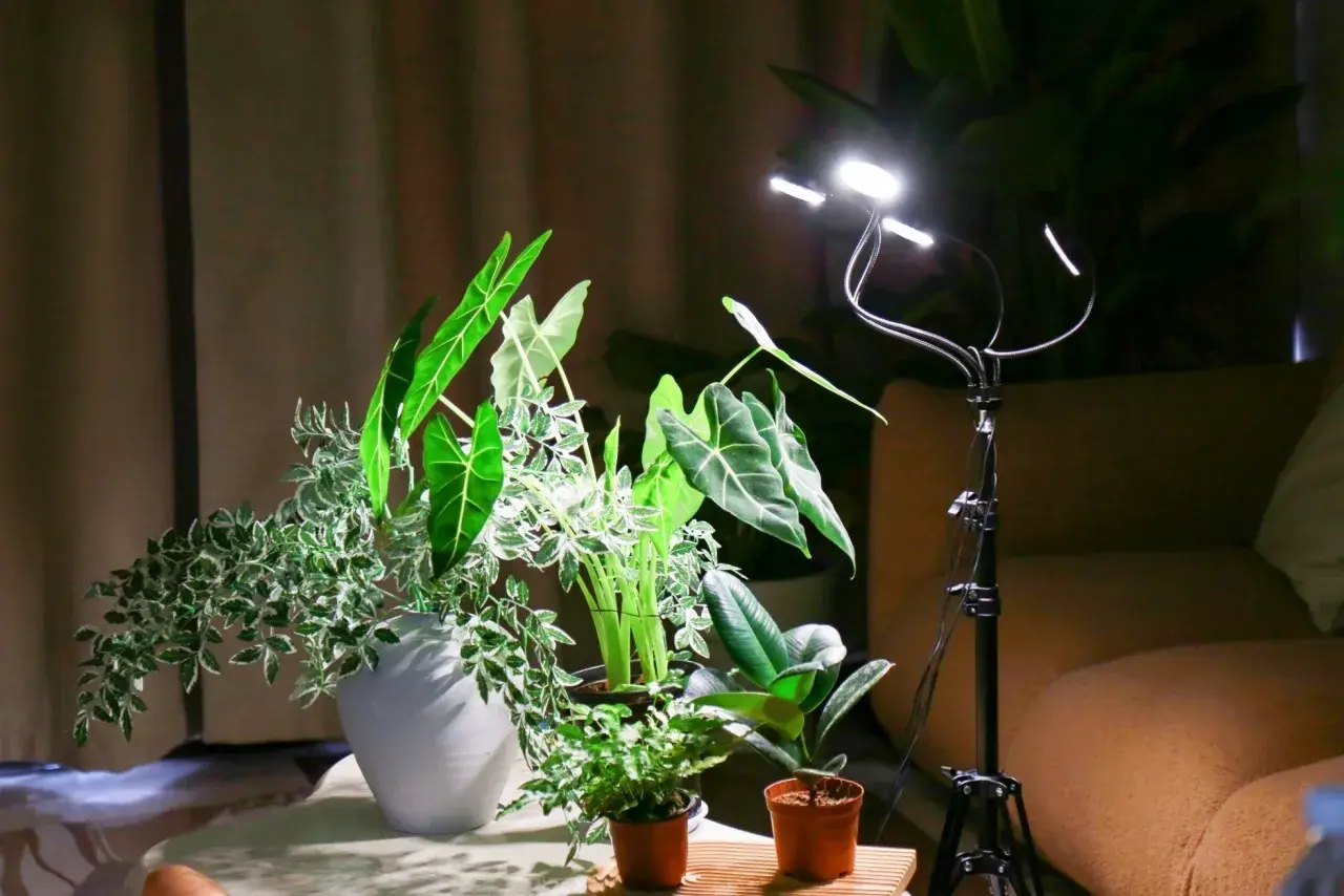 Lampada LED illumina piante indoor. La distanza tra lampada e pianta è ottimale per la crescita.