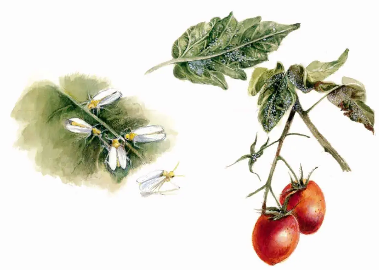 Mosca bianca su foglie di pomodoro e fiori. Un insetto raro, una vera mosca bianca, si posa su un ramo con pomodori maturi.
