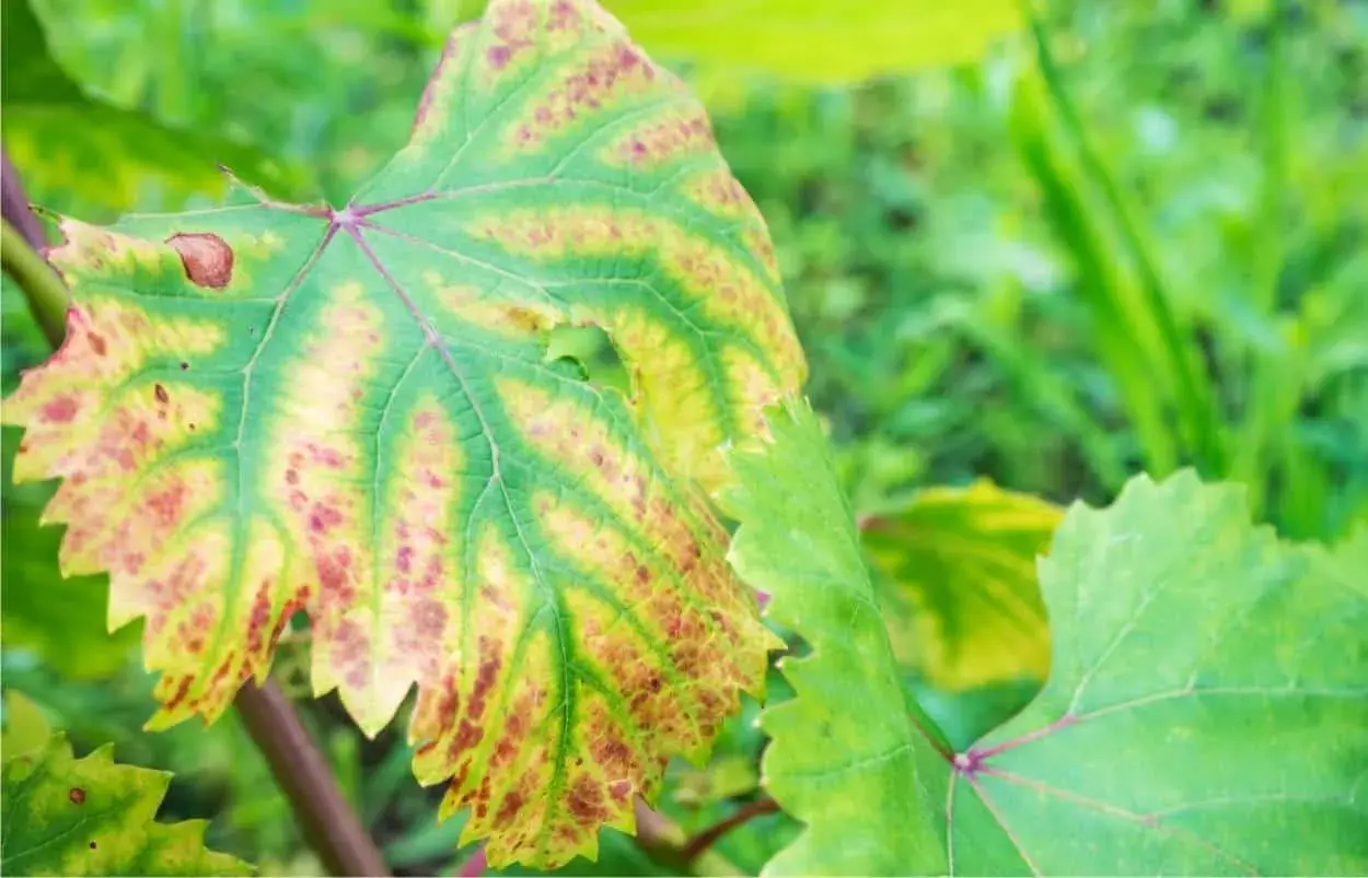 Foglia di vite con clorosi internervale e macchie rossastre, sintomi di carenza di azoto nelle piante.