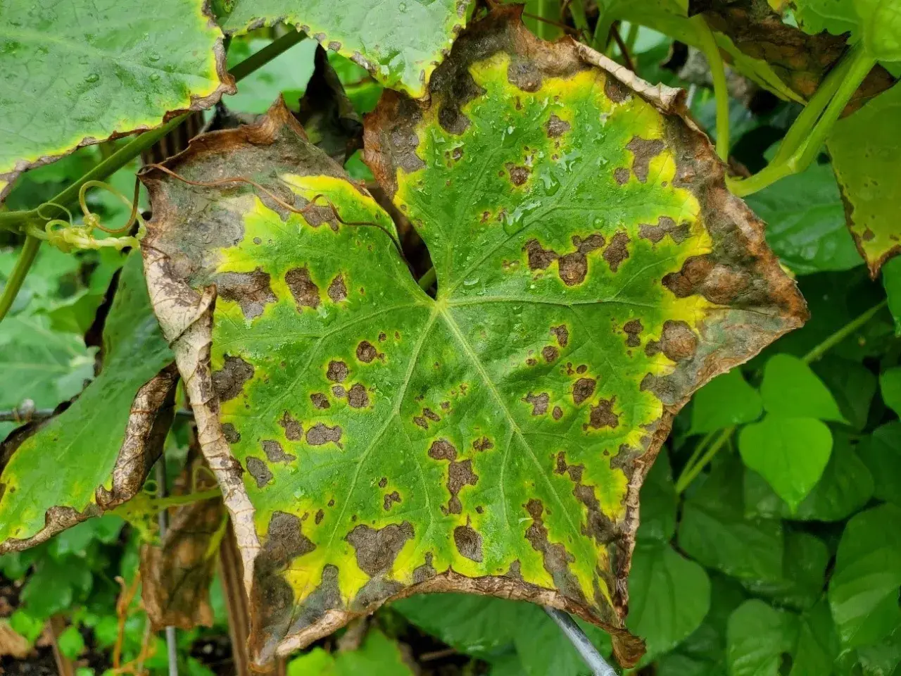 Foglia verde con macchie marroni e bordi ingialliti, sintomo di carenza potassio piante.