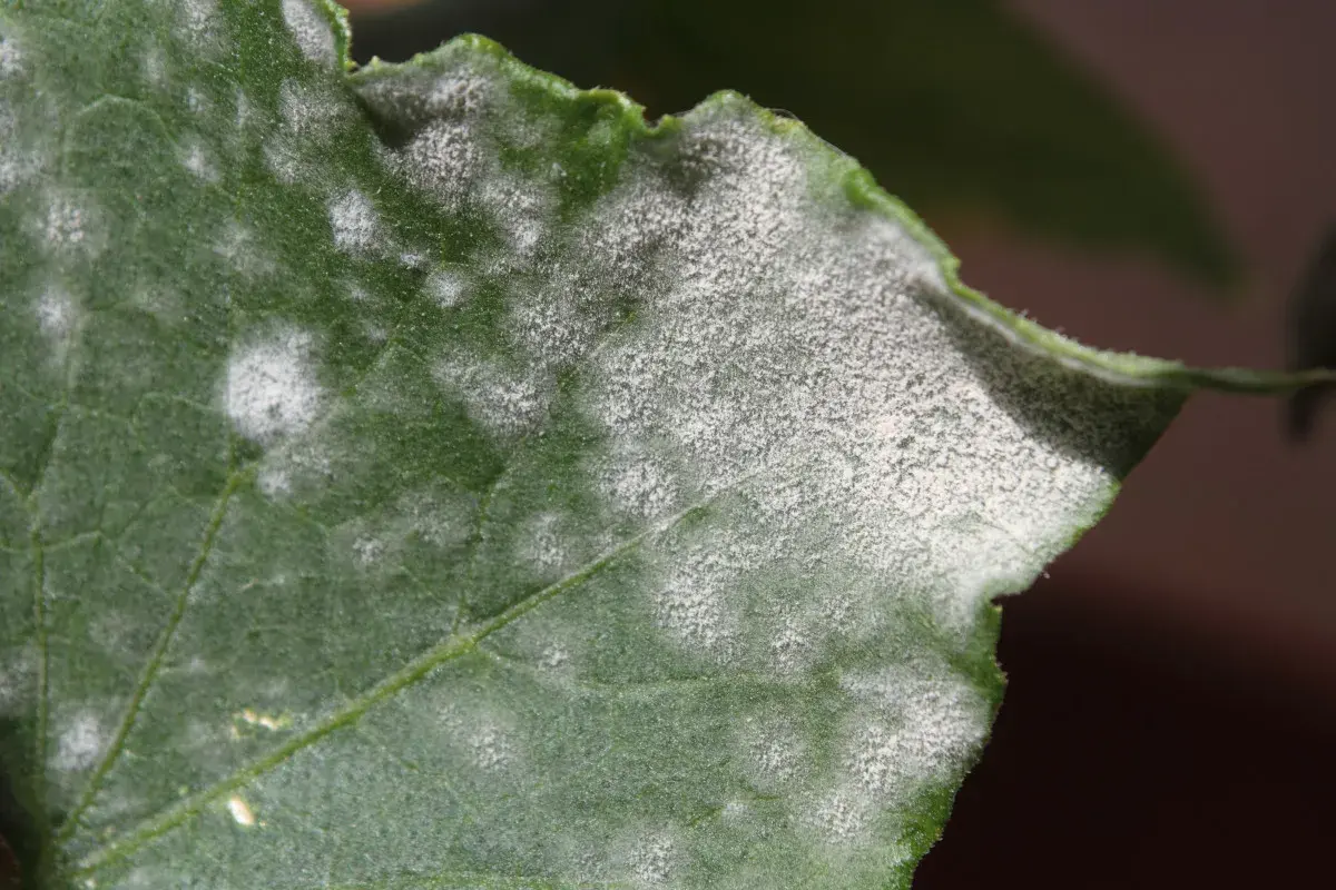 Foglia verde con macchie bianche polverose, possibili sintomi di carenza di zolfo.