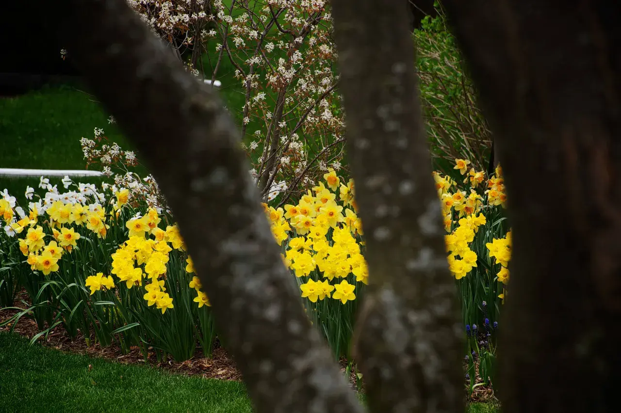 Fiori di marzo gialli e bianchi sbocciano tra i tronchi degli alberi, annunciando la primavera.