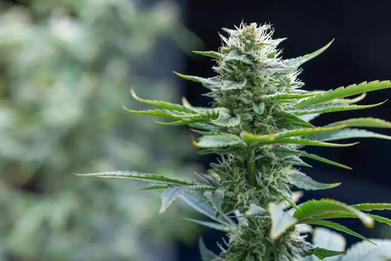 Primo piano di una pianta marijuana in fiore, con tricomi scintillanti e foglie verdi.