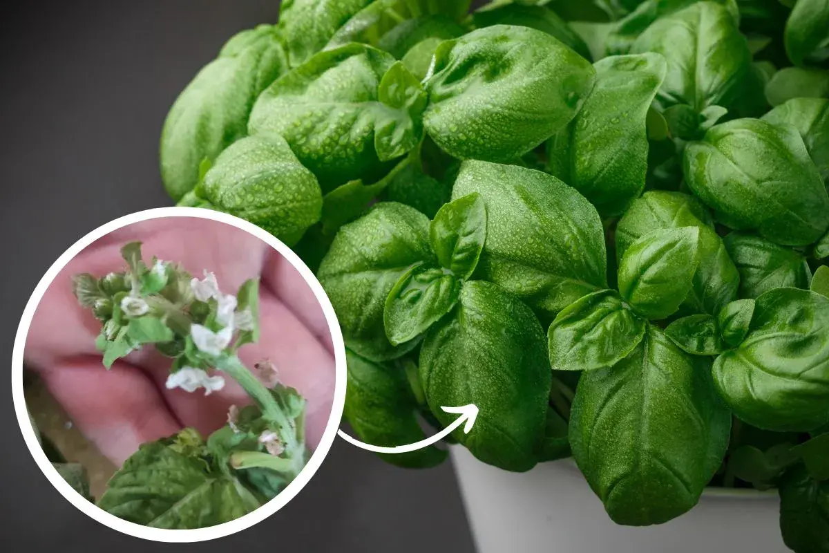 Primo piano di foglie di basilico verde brillante con gocce d'acqua. Un cerchio mostra un ramo con piccoli fiori bianchi, segno della basilico fioritura.