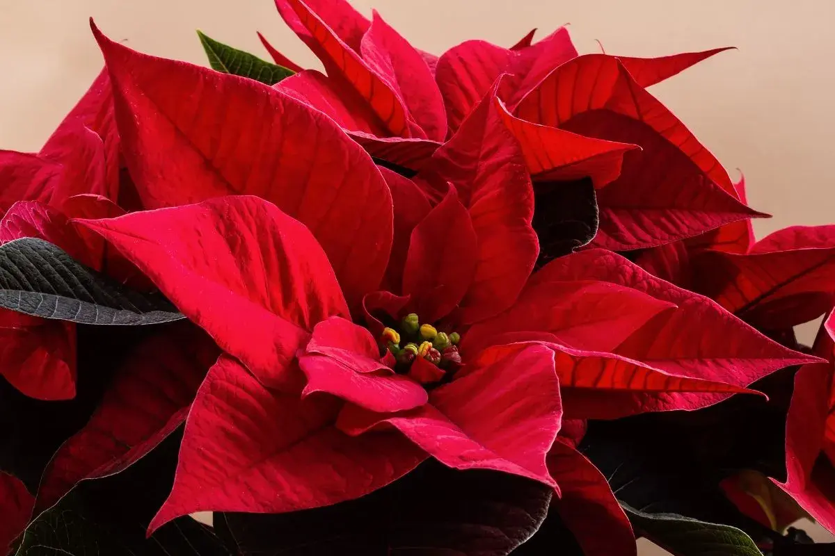 Primo piano di una talea stella di natale in acqua, con petali rossi vibranti e foglie scure.
