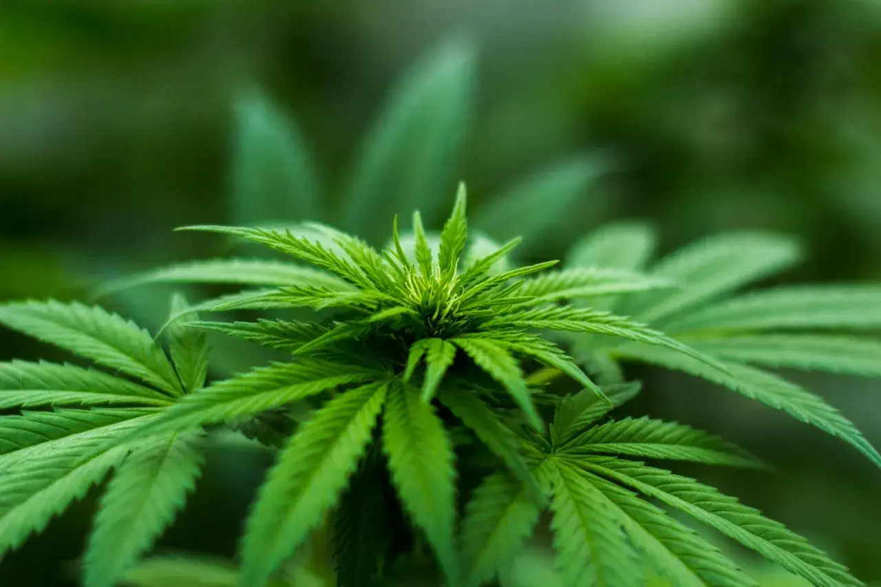 Pianta di cannabis in crescita, ideale per una lampada da 600 watt. Quante piante si possono coltivare?