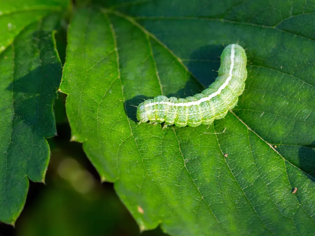 Un verde bruco mangia foglie su una foglia rigogliosa, con la luce del sole che ne illumina il corpo segmentato.