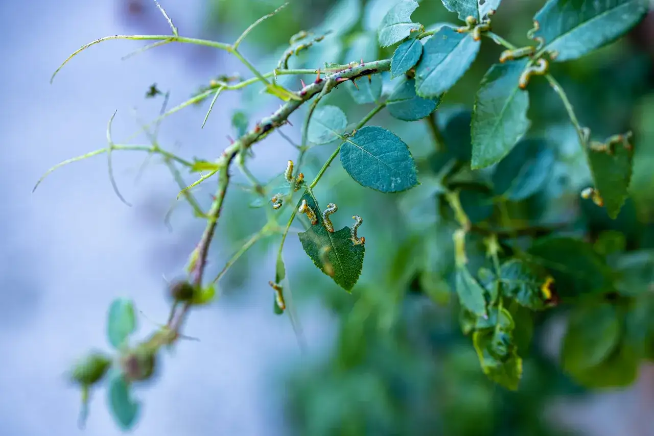 Piccoli bruchi mangiano voracemente le foglie di una pianta spinosa, lasciando buchi e bordi irregolari.