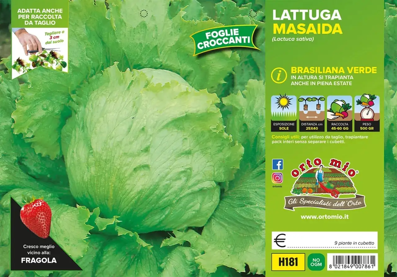 Lattuga Brasiliana Verde, variet&agrave; Masaida, con foglie croccanti. Cresce bene vicino alle fragole.