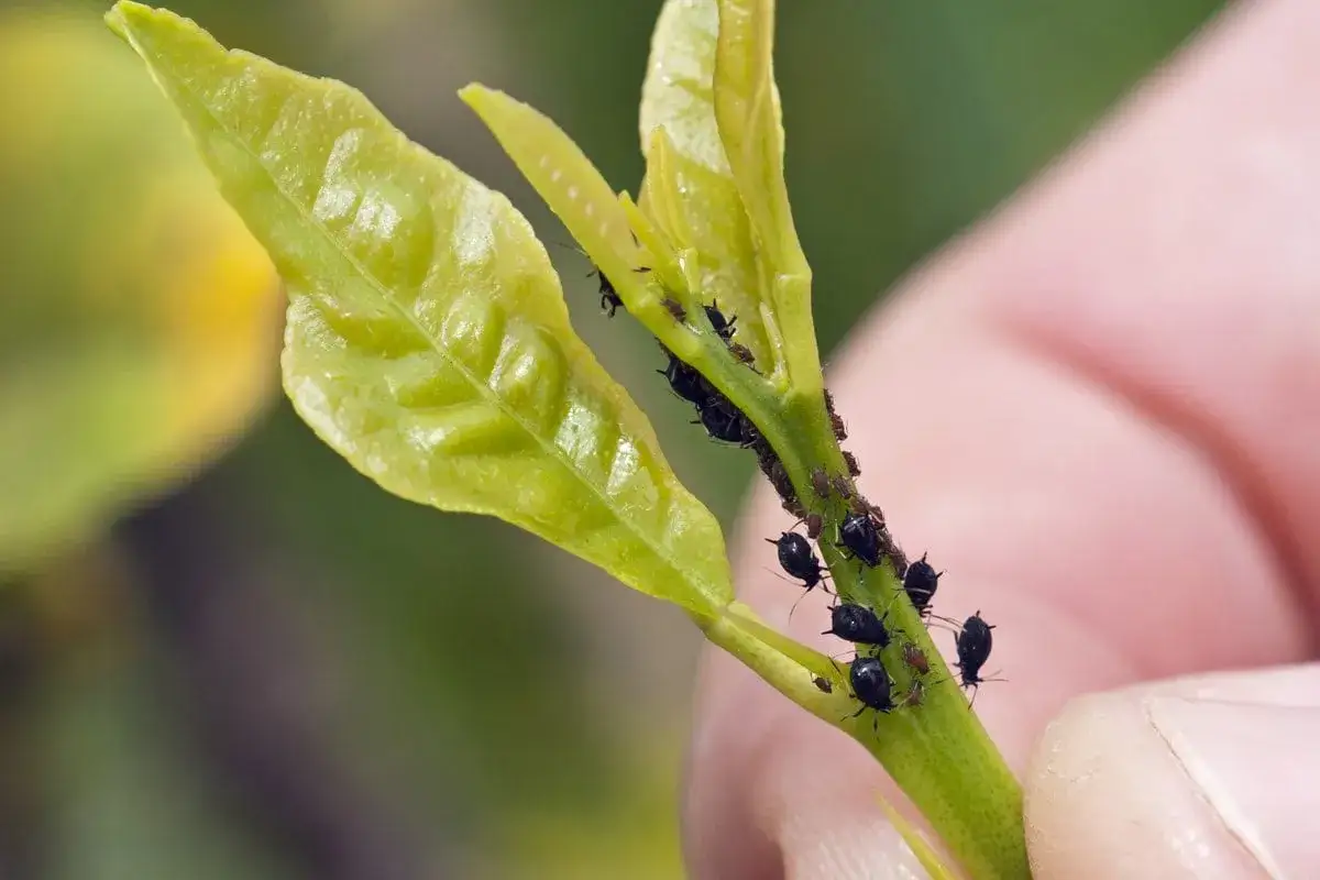 Un ramo verde con foglie tenere &egrave; infestato da numerosi acari neri visibili, che si aggrappano al fusto e alle foglie.