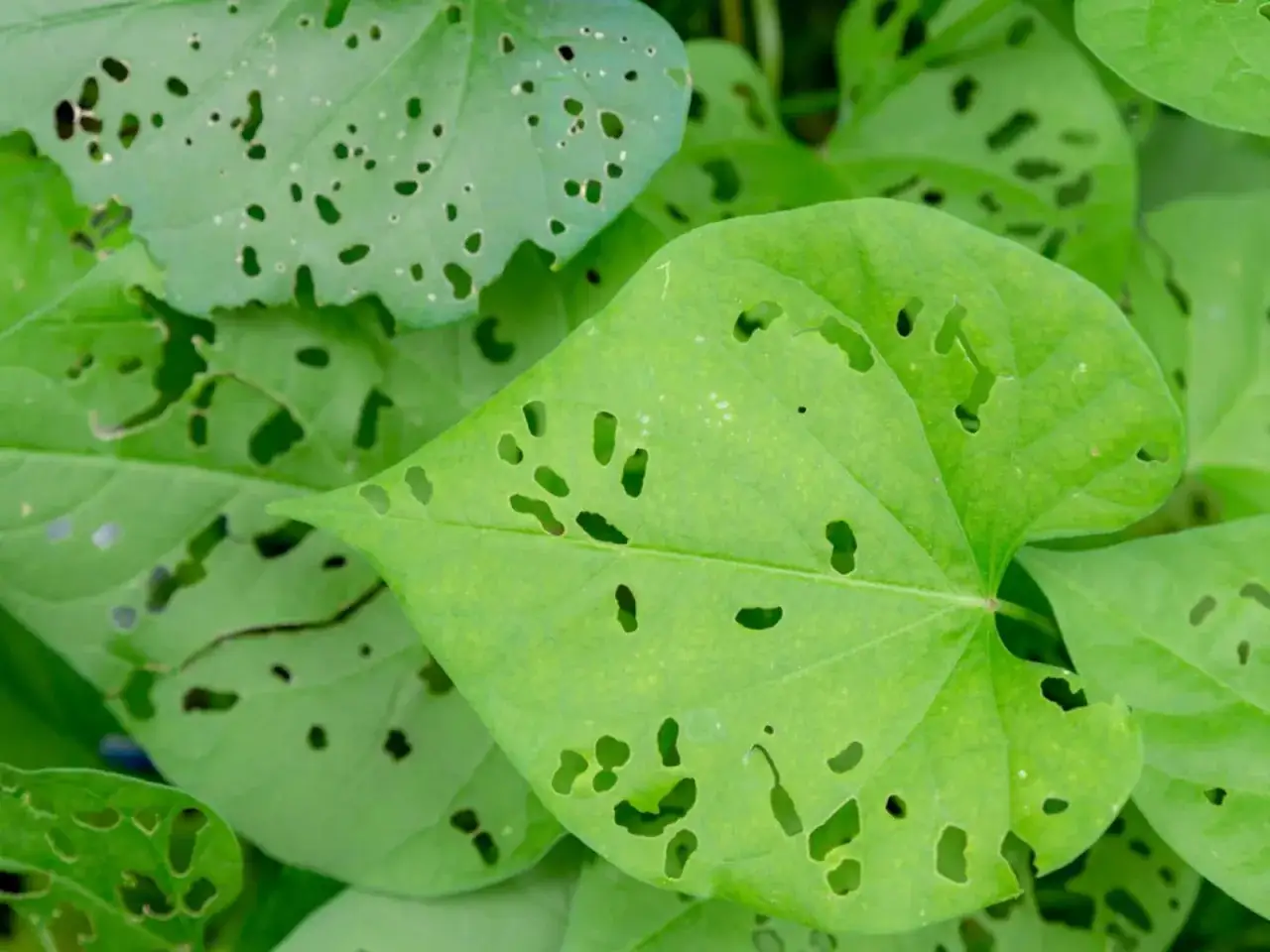 Foglie verdi con buchi, segno di insetti. Si cercano rimedi naturali per proteggere le piante.