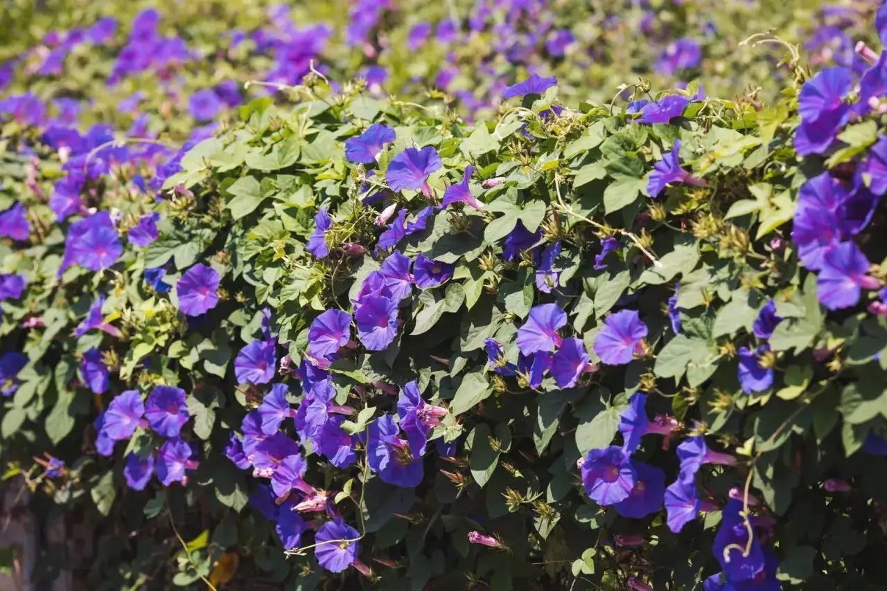 Un tripudio di fiori viola, un'ipomea in vaso che si arrampica rigogliosa, creando una cascata di petali vellutati.