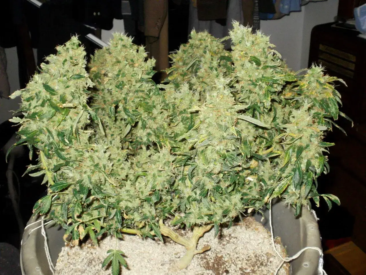Pianta di cannabis con cime folte, risultato di tecniche come il super cropping, in vaso.